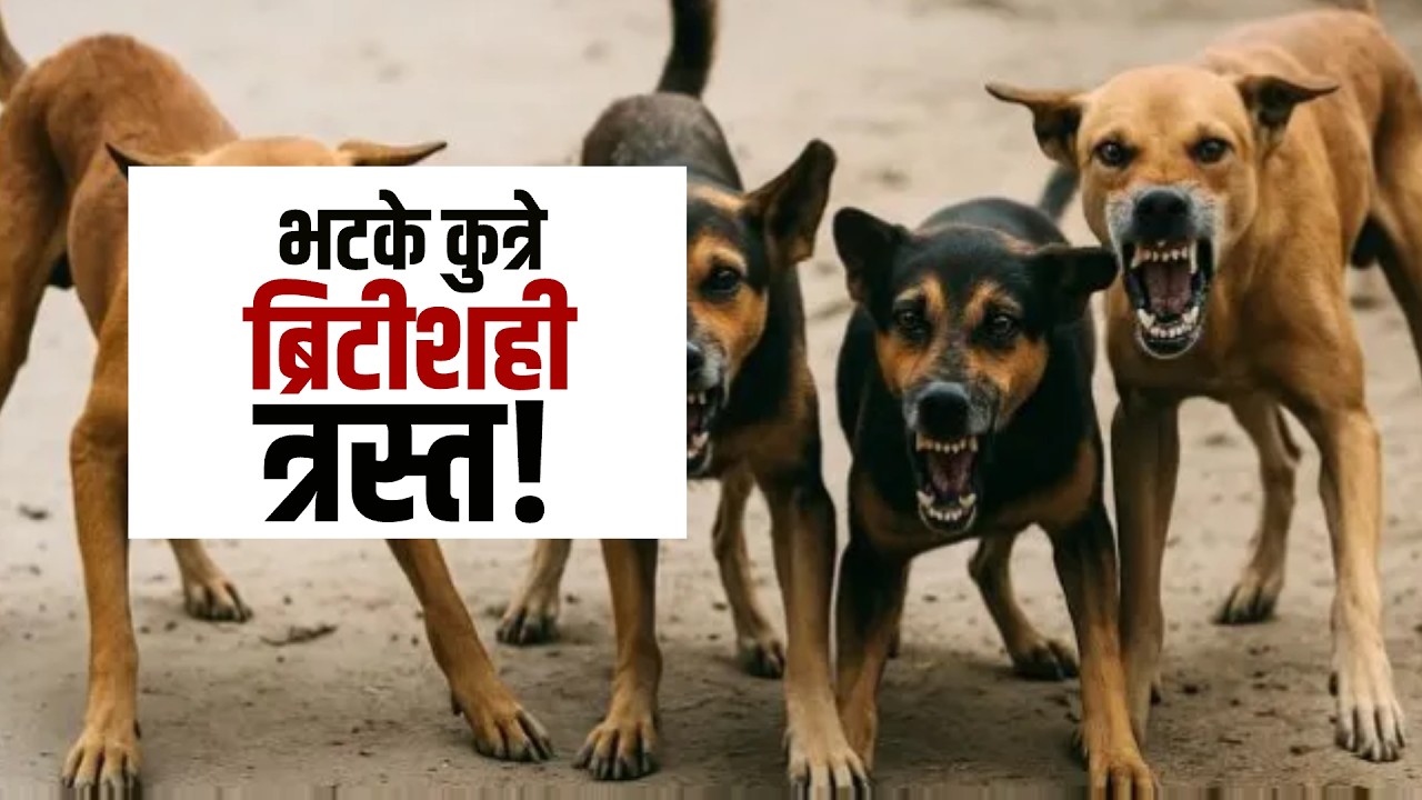 Mumbai | भटक्या कुत्र्यांचा हैदोस, रोज शेकडोंना चावा! पाहा NDTV मराठीचा Special Report