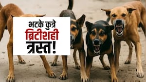 Mumbai | भटक्या कुत्र्यांचा हैदोस, रोज शेकडोंना चावा! पाहा NDTV मराठीचा Special Report