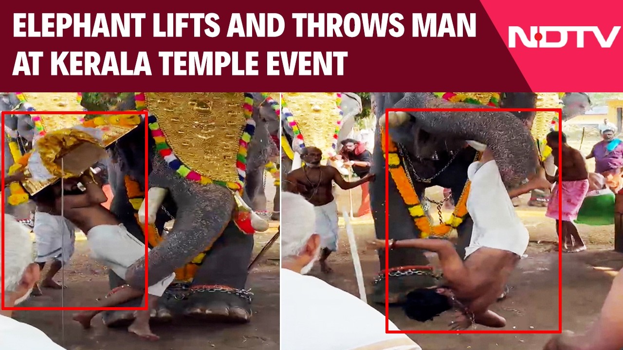 Temple Elephant Lifts, Hurls Mahout Assistant During Ritual in Thrissur