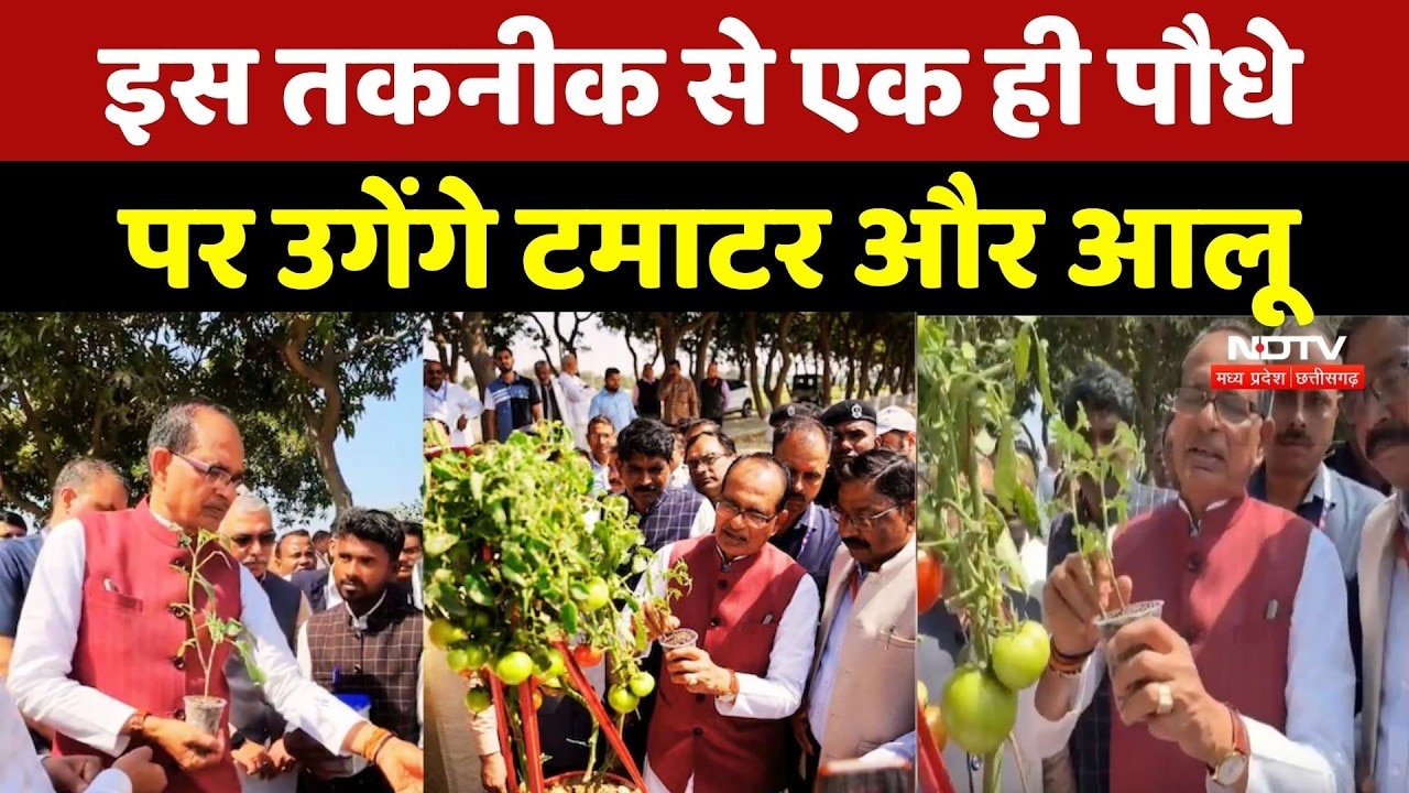 MP News : अब एक ही पौधे में मिलेंगे 'टमाटर और आलू' ! इस तकनीक की Shivraj Singh Chauhan ने की सराहना