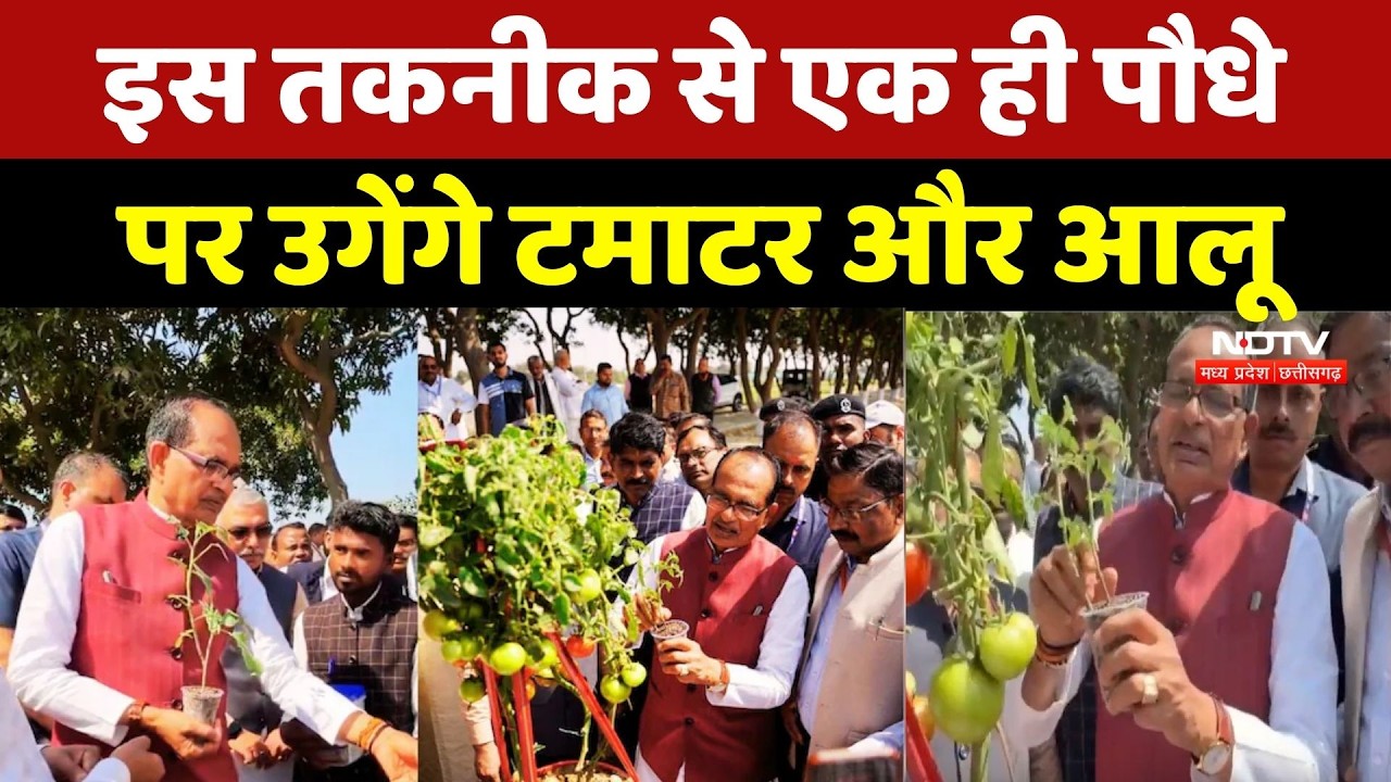 MP News : अब एक ही पौधे में मिलेंगे 'टमाटर और आलू' ! इस तकनीक की Shivraj Singh Chauhan ने की सराहना