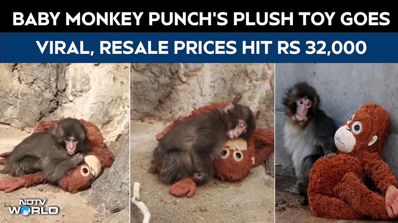 Punch Monkey | Baby Monkey Punch's Plush Toy Goes Viral, Resale Prices Hit Rs 32,000