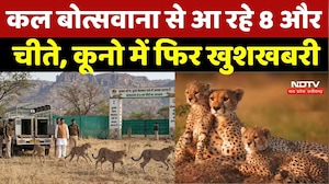 Kuno National Park: कल बोत्सवाना से आ रहे 8 और चीते, कूनो में फिर खुशखबरी |Project Cheetah |MP News