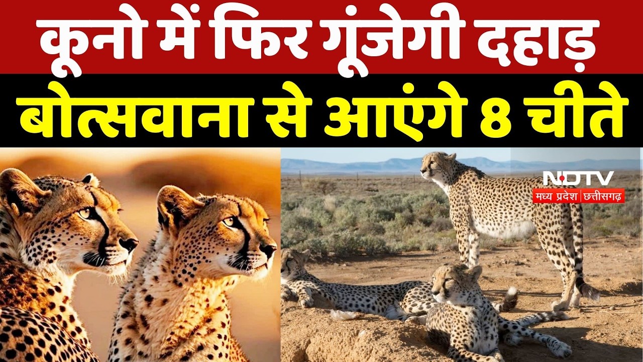 Kuno National Park: कूनो में फिर गूंजेगी दहाड़, बोत्सवाना से आएंगे 8 चीते | Breaking News | MP News