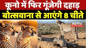 Kuno National Park: कूनो में फिर गूंजेगी दहाड़, बोत्सवाना से आएंगे 8 चीते | Breaking News | MP News