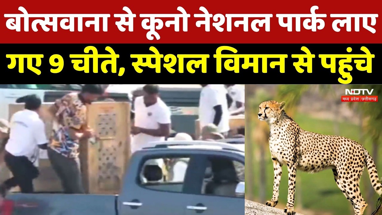 Kuno Nationoal Park: Botswana से कूनो नेशनल पार्क लाए गए 9 leopards, स्पेशल विमान से पहुंचे