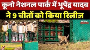 Kuno Nationoal Park: कूनो नेशनल पार्क में Bhupendra Yadav ने 9 Cheetahs को किया रिलीज