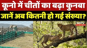 Kuno National Park: कूनो में चीतों का बढ़ा कुनबा, जानें अब कितनी हो गई संख्या? Bhupendra Yadav