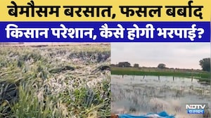 Baran News:बेमौसम बरसात, फसल बर्बाद | Rajasthan Top News | Viral Video | Wheat Crop | Latest News