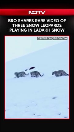 Video: BRO Shares Rare Video of Three Snow Leopards Playing in Ladakh Snow