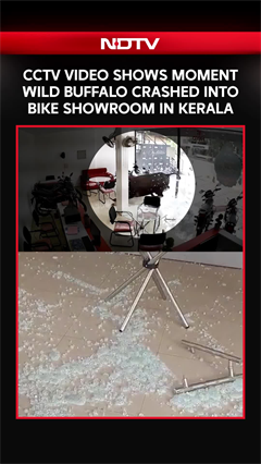 CCTV Video Shows Moment Wild Buffalo Crashed Into Bike Showroom In Kerala
