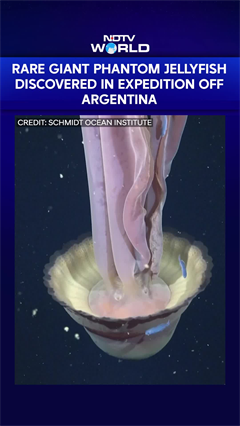 Rare Giant Phantom Jellyfish Discovered in Expedition Off Argentina