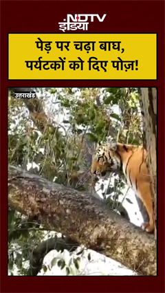 पेड़ पर चढ़ा बाघ, पर्यटकों को दिए पोज़! Uttarakhand News | Jim Corbet National Park | #shorts