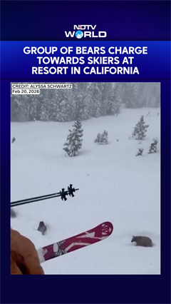 Bears Charge At Skiers In California Resort, Frightening Encounter Caught On Camera