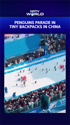 Penguins parade in tiny backpacks in China's Harbin