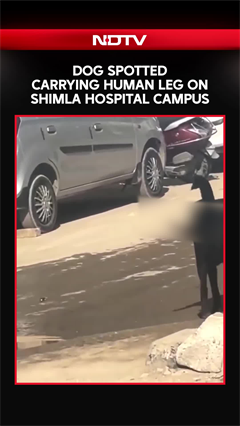 Dog Spotted Carrying Human Leg On Shimla Hospital Campus