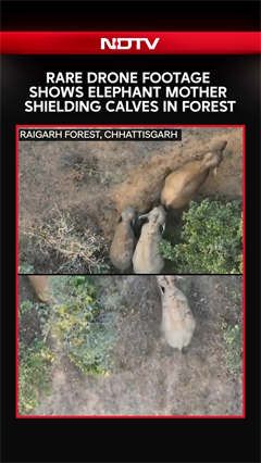 Video: Rare Drone Footage Shows Elephant Mother Shielding 2 Calves in Raigarh Forest, Chhattisgarh