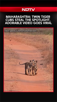 Maharashtra: Twin Tiger Cubs Steal The Spotlight, Adorable Video Goes Viral