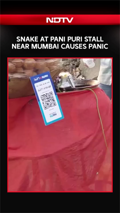 Snake Sparks Panic At Street Pani Puri Stall In Virar