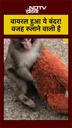 Viral Monkey और उसका Orangutan Toy: रुला देगी वजह!