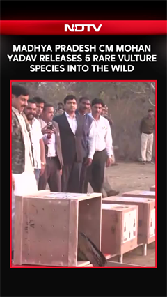 Madhya Pradesh CM Mohan Yadav Releases 5 Rare Vulture Species Into The Wild