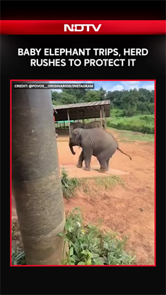 Viral Video: Baby Elephant Trips, Herd Rushes To Protect It