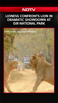 Lioness Challenges Male Lion In Dramatic Showdown At Gir National Park