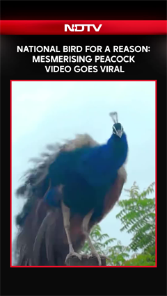 National Bird for A Reason: Mesmerising Peacock Video Wins Hearts