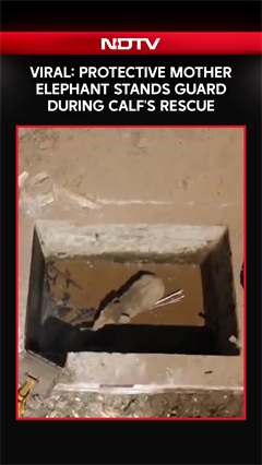 Viral Video: Protective Mother Elephant Stands Guard During Calf&rsquo;s Rescue
