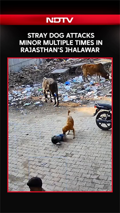 Stray Dog Attacks Minor Multiple Times In Rajasthan's Jhalawar