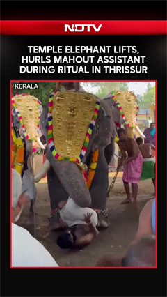 Kerala News | Temple Elephant Lifts, Hurls Mahout Assistant During ...