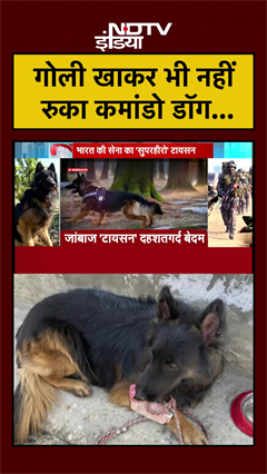 Video: JK News: गोली खाकर भी नहीं रुका कमांडो डॉग Tyson | #shorts #tyson #ytshorts