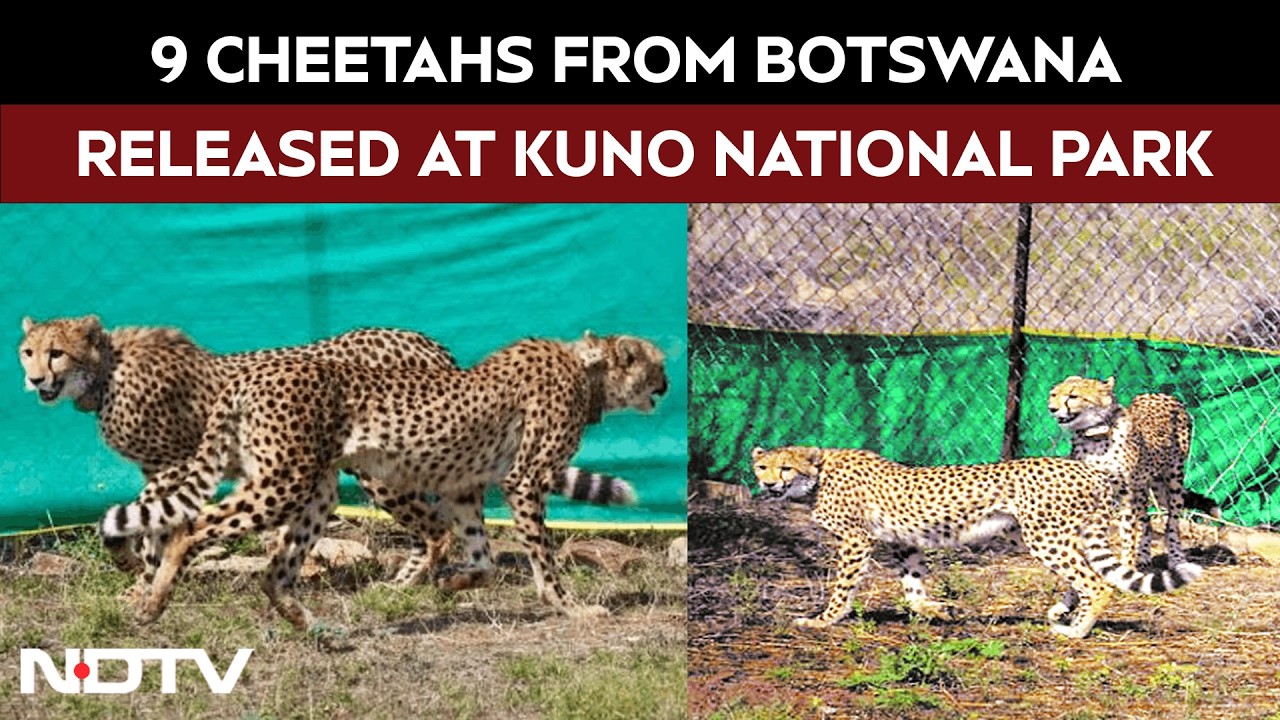 9 Cheetahs From Botswana Released At The Kuno National Park