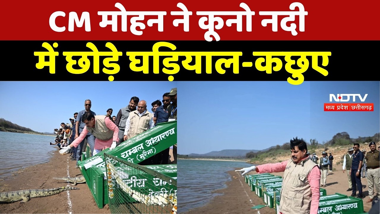 Sheopur News: CM Mohan ने Kuno River में छोड़े घड़ियाल-कछुए | Top Breaking News | Latest News