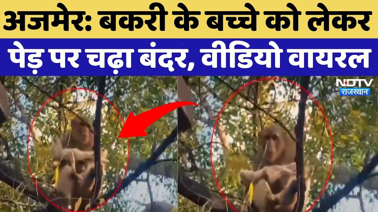 Ajmer News: Goat के बच्चे को लेकर पेड़ पर चढ़ा Monkey | Video Viral | Latest