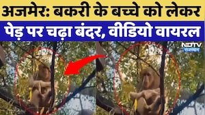 Ajmer News: Goat के बच्चे को लेकर पेड़ पर चढ़ा Monkey | Video Viral | Latest