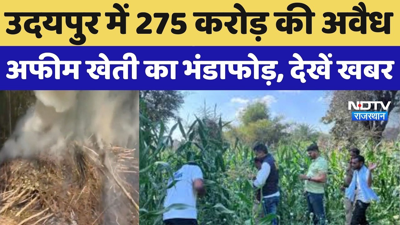 Udaipur में 275 करोड़ की अवैध अफीम खेती का भंडाफोड़, जानिए पूरी खबर