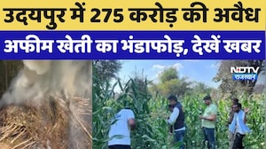 Udaipur में 275 करोड़ की अवैध अफीम खेती का भंडाफोड़, जानिए पूरी खबर