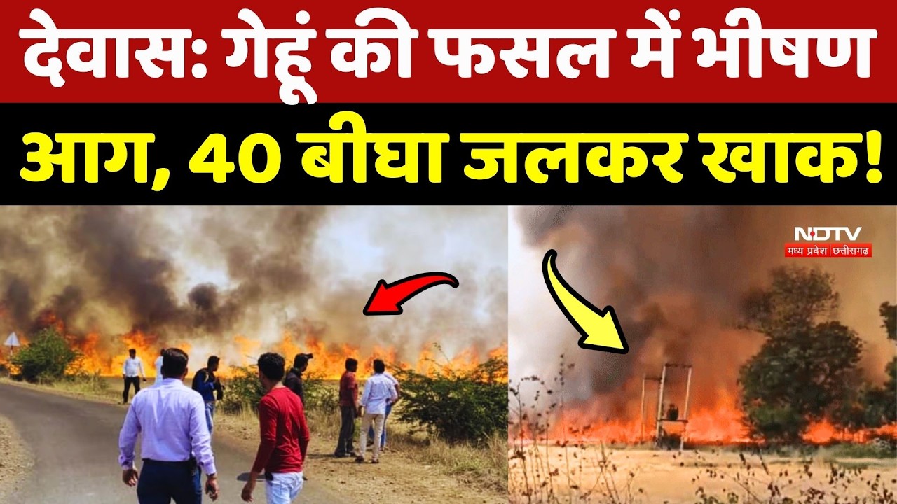 Dewas: गेहूं की फसल में लगी भीषण आग, 40 बीघा जलकर खाक!