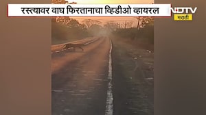 Nagpur Mandhal Tiger Spotted | नागपूरच्या मांढळमध्ये पेट्रोल पंपावर दिसला वाघ, पाहा व्हिडिओ