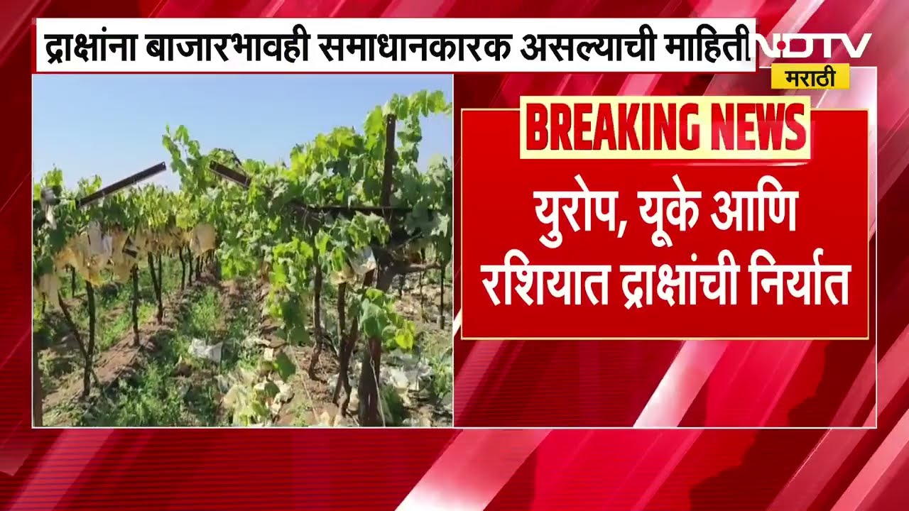 Iran Israel युद्धाचा द्राक्ष निर्यातीवर परिणाम नाही, द्राक्षांना बाजारभावही समाधानकारक