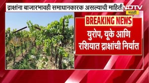 Iran Israel युद्धाचा द्राक्ष निर्यातीवर परिणाम नाही, द्राक्षांना बाजारभावही समाधानकारक