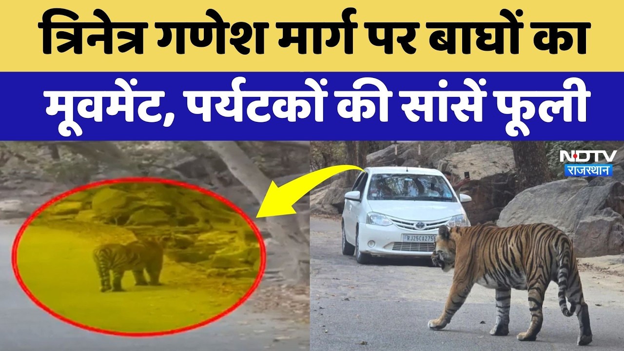 Trinetra Ganesh Mandir के रास्ते में Tiger की मूवमेंट, श्रद्धालुओं में डर! Ranthambore National Park