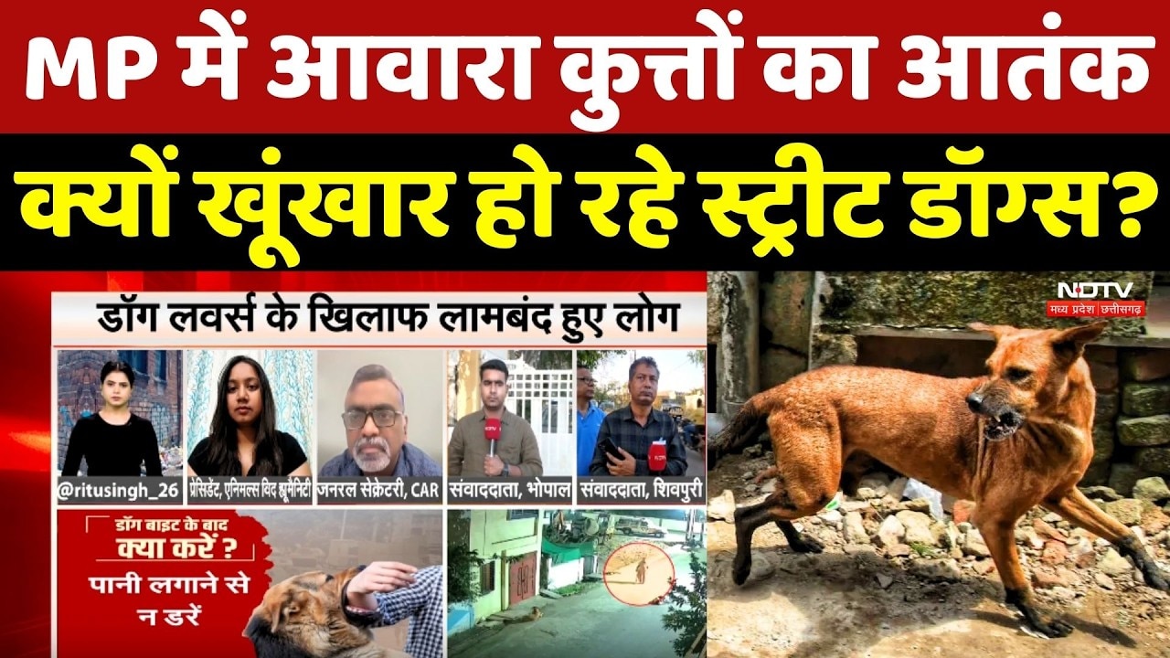 Dog Bite Case: MP में आवारा कुत्तों का आतंक, क्यों खूंखार हो रहे Street Dogs?