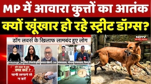 Dog Bite Case: MP में आवारा कुत्तों का आतंक, क्यों खूंखार हो रहे Street Dogs?