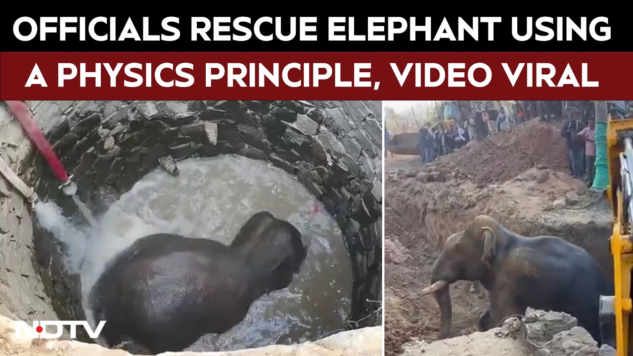Odisha: Forest Officials Apply Archimedes' Principle To Rescue Elephant