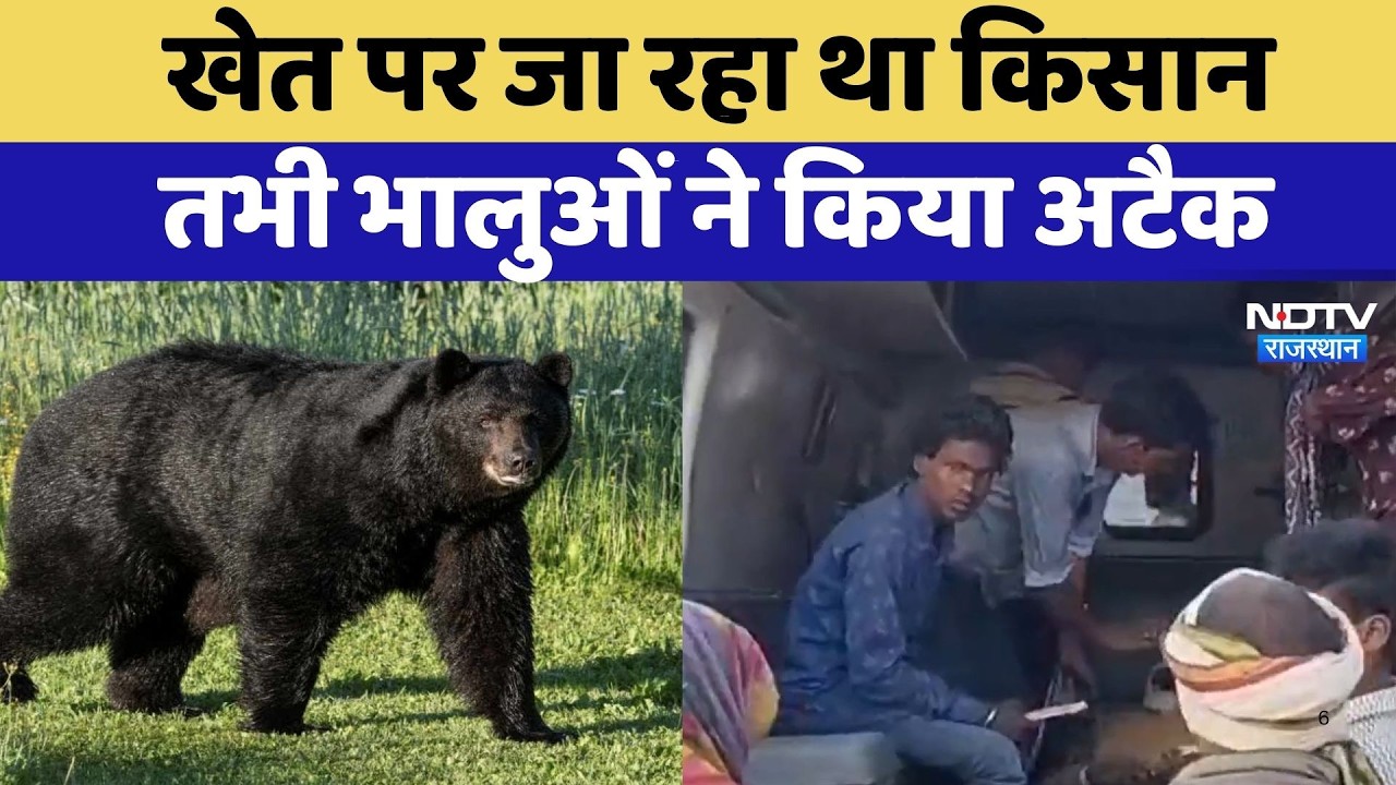 Bear Attack On Farmer: घर से खेत पर जा रहा किसान, तभी 3 भालुओं ने किया हमला | Rajasthan News