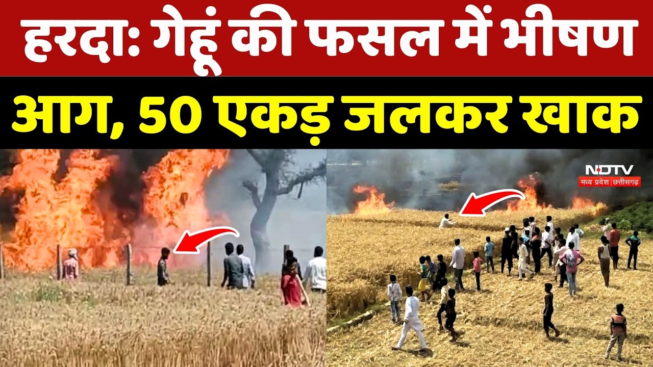 Harda: गेहूं की फसल में भीषण आग, 50 एकड़ जलकर खाक !