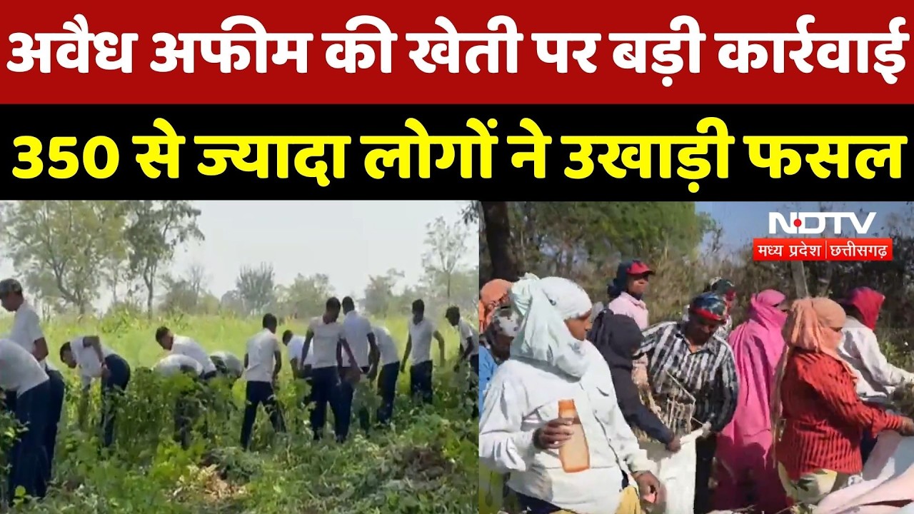 Durg Opium Farming Case: अवैध अफीम की खेती पर बड़ी कार्रवाई, 350 से ज्यादा लोगों ने उखाड़ी फसल