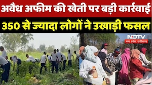 Durg Opium Farming Case: अवैध अफीम की खेती पर बड़ी कार्रवाई, 350 से ज्यादा लोगों ने उखाड़ी फसल